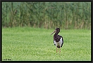 Zwarte Ooievaar, Black Stork, Ciconia nigra Location: Hof van Twente, the Netherlands zwarte ooievaar MG 4548 kopie